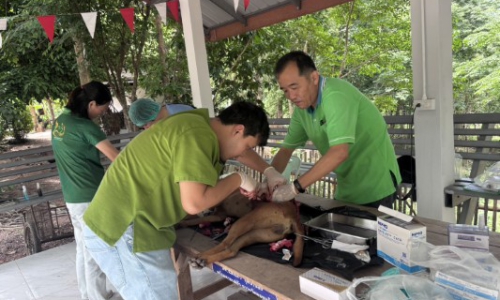 สำนักงานปศุสัตว์อำเภอลอง ดำเนินการผ่าตัดทำหมันสุนัข เพื่อควบคุมประชากรสัตว์ในพื้นที่อำเภอลอง จังหวัดแพร่