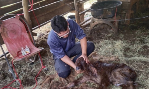 "ครอบครัวปศุสัตว์แพร่ ทำด้วยใจ ทำให้ไว ทำได้จริง" สำนักงานปศุสัตว์อำเภอร้องกวาง จ.แพร่ ให้บริการเกษตรกรผู้เลี้ยงสัตว์อ.ร้องกวาง