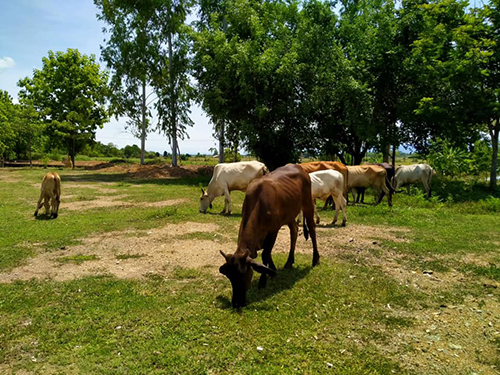 Denchai05July03