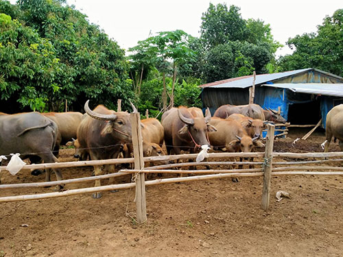 Denchai14May02