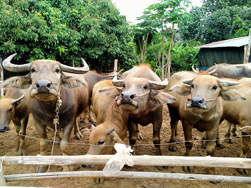Denchai14May03