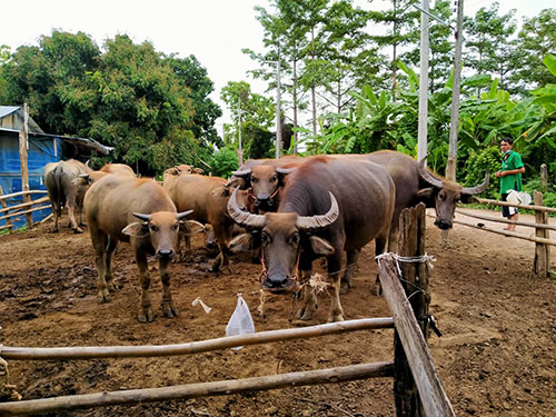 Denchai14May04