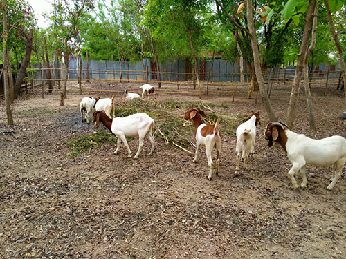 Denchai26April03
