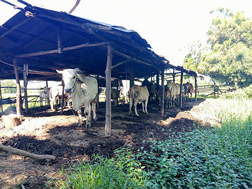 Oct26Denchai05