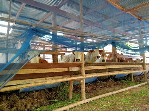 Oct28Denchai03